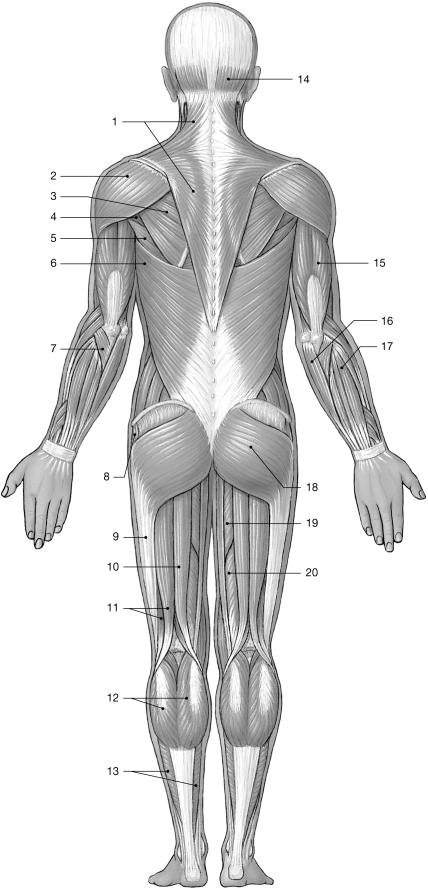 <strong>  Figure 10- 2 Major Posterior Skeletal Muscles Use Figure 10- 2 to answer the following questions: Identify the muscle labeled 2.</strong> A) anconeus B) teres major C) trapezius D) sternocleidomastoid E) deltoid <div style=padding-top: 35px> 