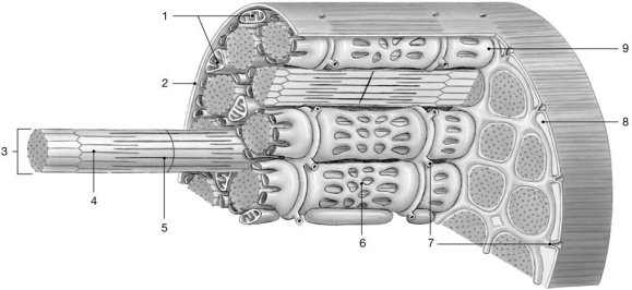 Figure 9-1 -Where would calcium ions be predominately found?