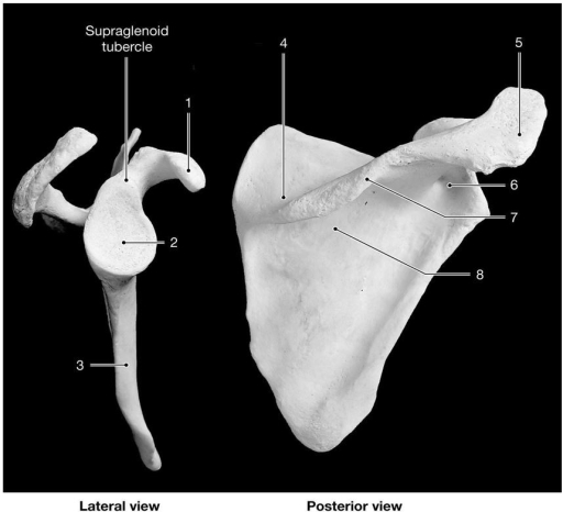 Figure 7-3 -What bone articulates on the structure labeled 2?
