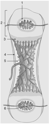 <strong> Figure 6-2 Where does endochondral lengthening occur?</strong> A)1 B)2 C)3 D)4 E)5