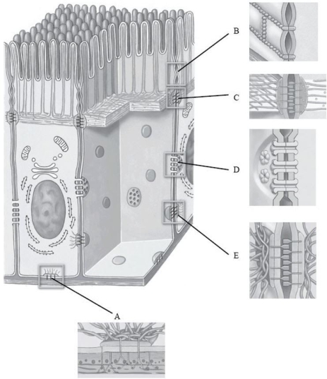 <strong> Figure 4-1 Which of the labels in Figure 4-1 indicates a hemidesmosome?</strong> A)A B)B C)C D)D E)E