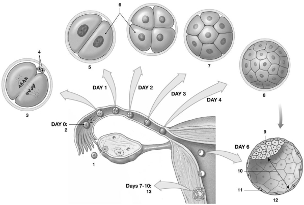 <strong> Figure 27-1 Identify the structures labeled 4.</strong> A)zygotic twins B)morula C)blastomere D)trophoblast E)polar bodies