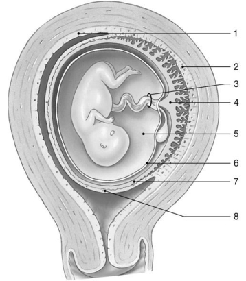 <strong> Figure 27-2 Identify the structure labeled 3.</strong> A)umbilical cord B)placenta C)myometrium D)amniotic cavity E)yolk sac