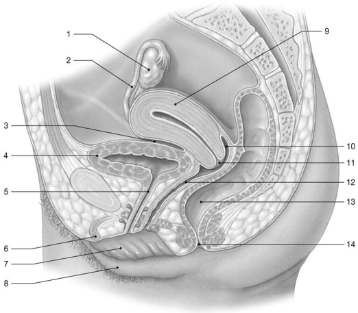 <strong> Figure 26-2 Identify the structure labeled 9.</strong> A)uterus B)vagina C)cervix D)clitoris E)greater vestibular gland