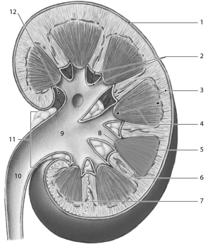 <strong> Figure 24-1 Identify the structure labeled 8.</strong> A)renal sinus B)fibrous capsule C)renal pyramid D)renal papilla E)renal column