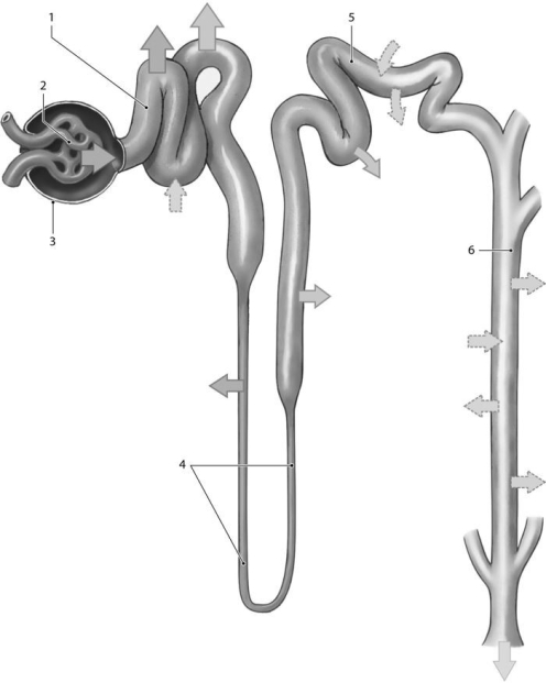 <strong> Figure 24-2 -Which structure is the collecting duct?</strong> A)1 B)3 C)4 D)5 E)6