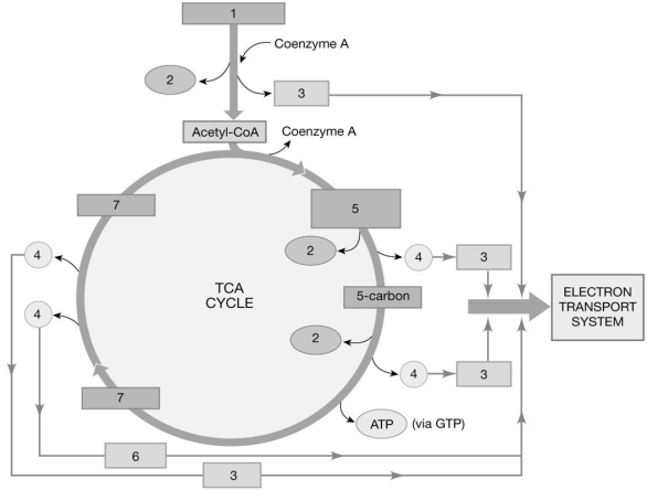 <strong> Figure 23-1 Identify the molecule labeled 5.</strong> A)fumaric acid B)citric acid C)4-carbon molecule D)malic acid E)oxaloacetic acid