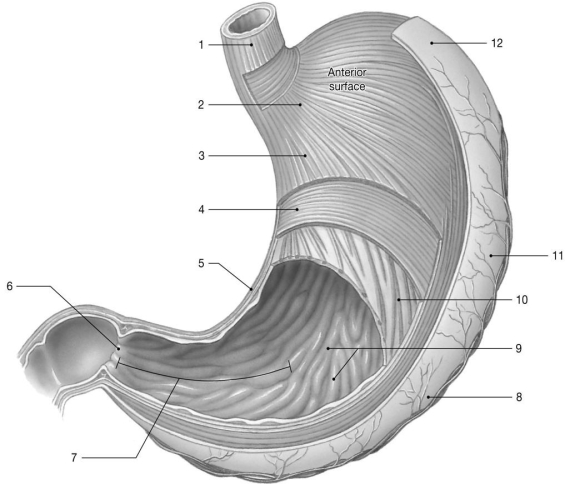 <strong>  Figure 21-1  -The ________ mechanically digests ingested food.</strong> A)small intestine B)esophagus C)large intestine D)stomach E)anus <div style=padding-top: 35px> 