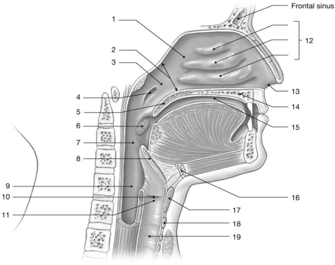 <strong>  Figure 21-1  -What is the function of the structures labeled 12?</strong> A)cause air to swirl within the respiratory passageway B)improve warming of incoming air C)create narrow passages D)help olfaction E)All of the answers are correct. <div style=padding-top: 35px> 