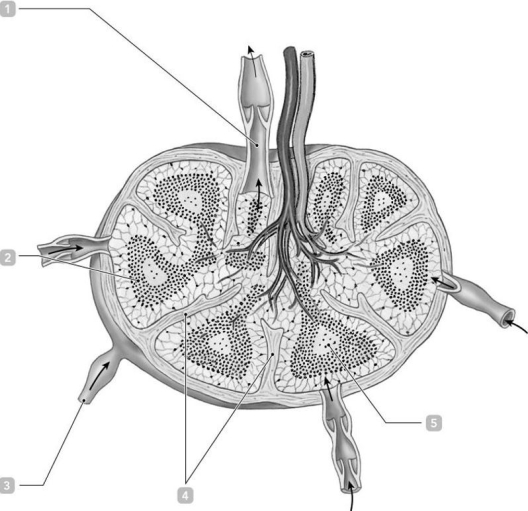 <strong> Figure 20-1 Identify the structure labeled 1.</strong> A)venule B)lymphatic nodule C)trabecula D)afferent lymphatic E)efferent lymphatic