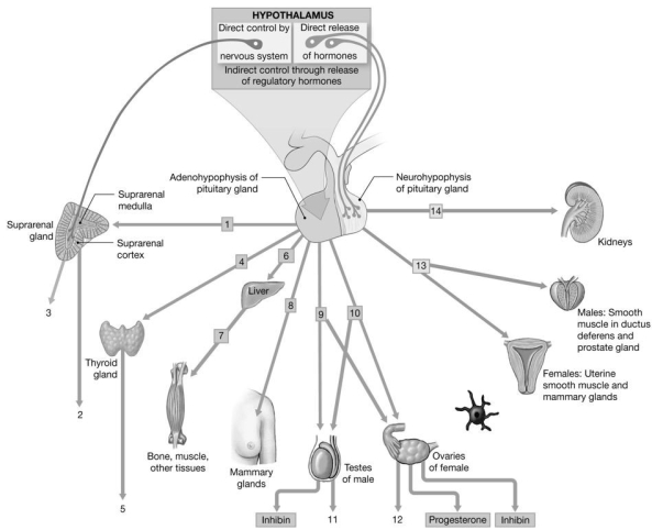 <strong>  Figure 16-1 Identify the hormone labeled 5.</strong> A)thyroid-releasing hormone B)thyroid-stimulating hormone C)thyroxin (thyroid hormones) D)thyrotropin E)parathyroid hormone (PTH) <div style=padding-top: 35px> 