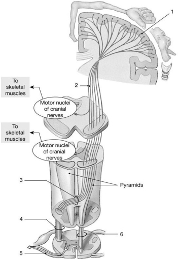Figure 13-4 -Identify the type of information that travels along the structure labeled 4.