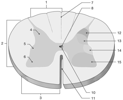 <strong> Figure 12-1 -What is the function of the structure labeled 12?</strong> A)control of skeletal muscle B)somatic sensory receiving C)visceral sensory receiving D)control of visceral effectors E)ascending pathway