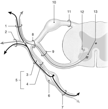 <strong> Figure 12-2 Identify the structure labeled 5.</strong> A)autonomic nerve B)autonomic ganglion C)rami communicantes D)posterior root ganglion E)anterior root