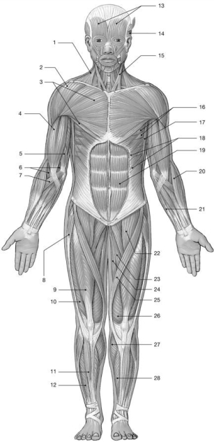 <strong>  Figure 10-1 Identify the muscle labeled 1.</strong> A)trapezius B)deltoid C)sternocleidomastoid D)temporalis E)pectoralis major <div style=padding-top: 35px> 