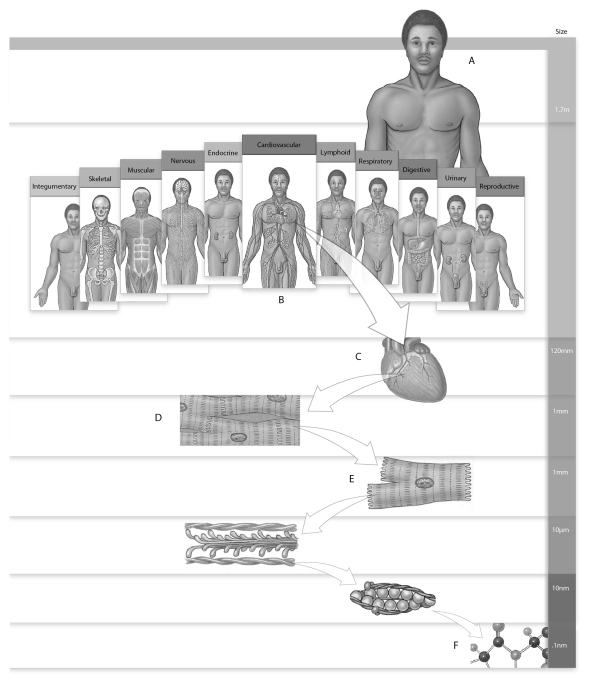 Figure 1.1 Identify the levels of organization in the figure above. -Label A: ______________________________