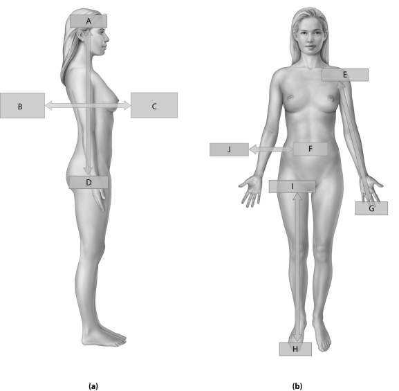 Figure 1.4 Using the figure above, identify the labeled part. -Label J: ______________________________