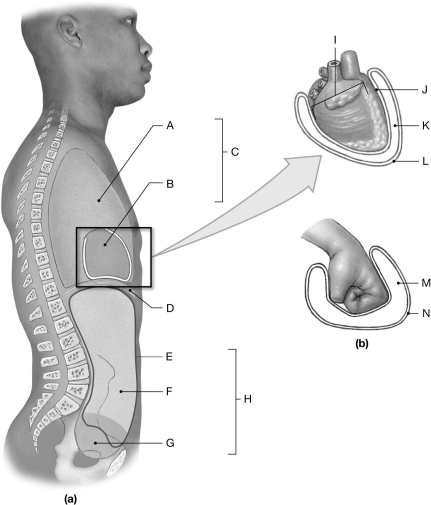 Figure 1.5 Using the figure above, identify the labeled part. -Label G: ______________________________
