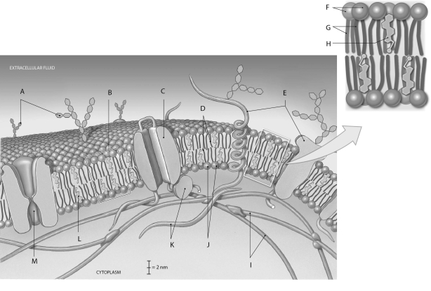 Figure 2.2     Using the figure above, identify the labeled parts. -Label I: ______________________________