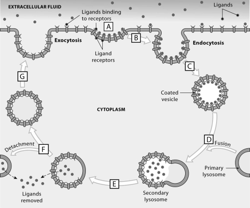 Figure 2.3     Using the figure above, identify the location where each process occurs. -Ligands are removed and absorbed into the cytoplasm.