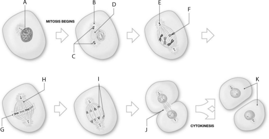 Figure 2.4     Using the figure above, identify the labeled part. -Label H: ______________________________