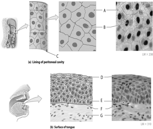 Figure 3.1 Using the figure above, identify the labeled part. -Label B: ______________________________