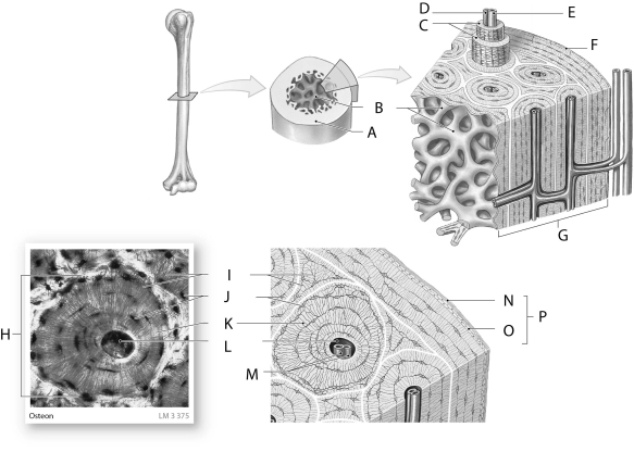 Figure 3.4     Using the figure above, identify the labeled part. -Label F: ______________________________