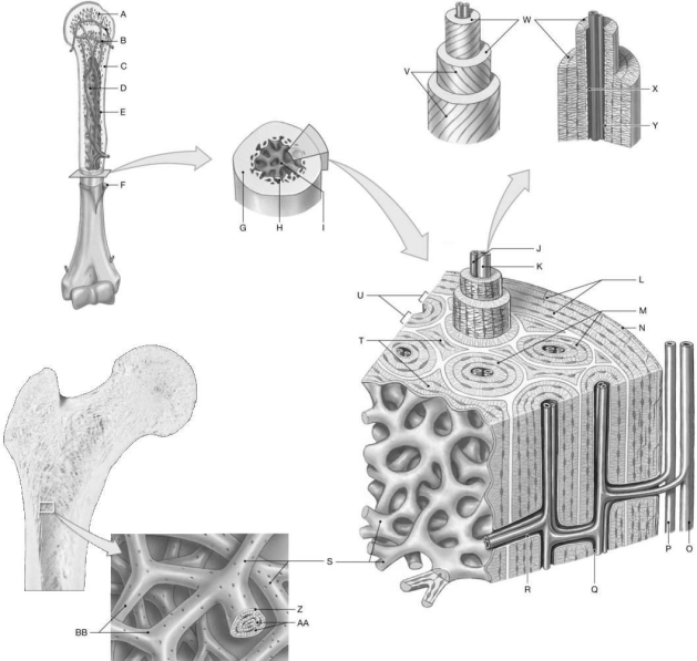 Figure 5.1 Using the figure above, identify the labeled part. -Label B: ______________________________
