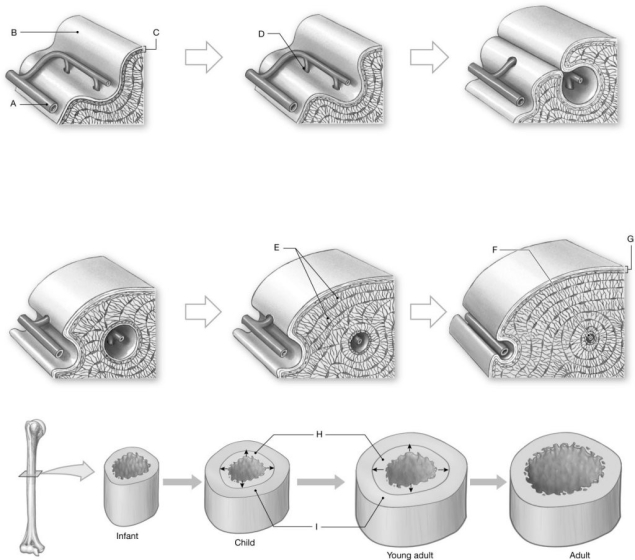 Figure 5.3 Using the figure above, identify the labeled part. -Label D: ______________________________