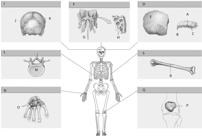 Figure 5.4 Using the figure above, identify the labeled items. -Label N: ______________________________