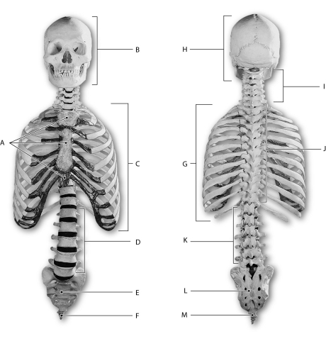 Figure 6.1     Using the figure above, identify the labeled part. -Label J: ______________________________
