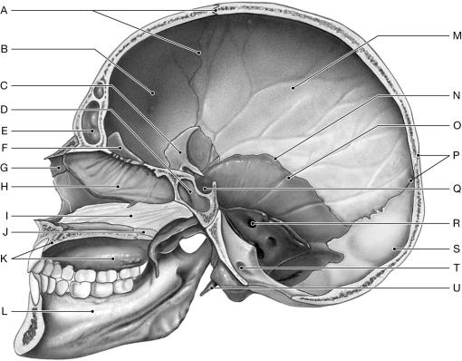 Figure 6.3     Using the figure above, identify the labeled part. -Label F: ______________________________