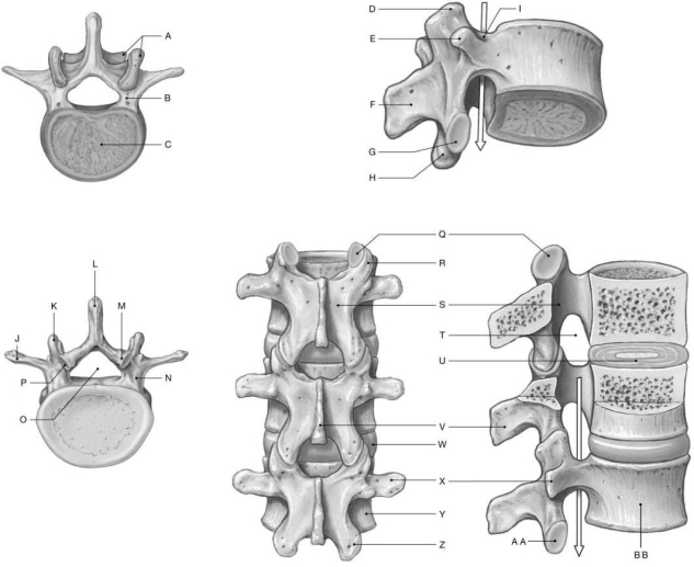 Figure 6.4     Using the figure above, identify the labeled part. -Label X: ______________________________