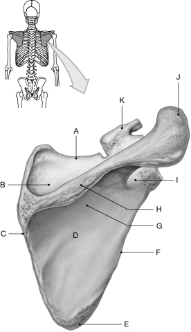 Figure 7.2 Using the figure above, identify the labeled part. -Label F: ______________________________