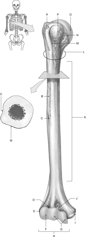 Figure 7.3 Using the figure above, identify the labeled part. -Label J: ______________________________