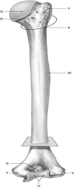Figure 7.4 Using the figure above, identify the labeled part. -Label U: ______________________________