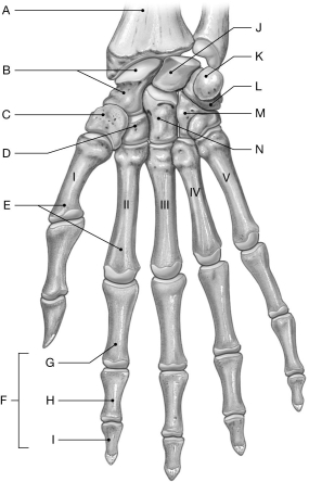 Figure 7.6 Using the figure above, identify the labeled part. -Label B: ______________________________
