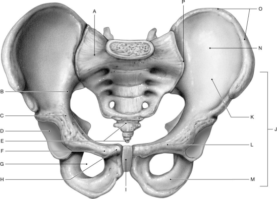 Figure 7.7 Using the figure above, identify the labeled part. -Label L: ______________________________