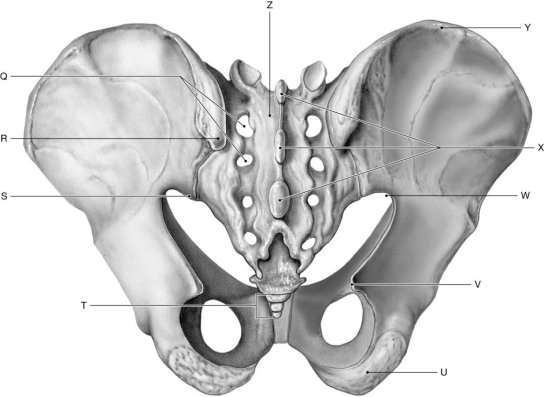 Figure 7.8 Using the figure above, identify the labeled part. -Label Y: ______________________________