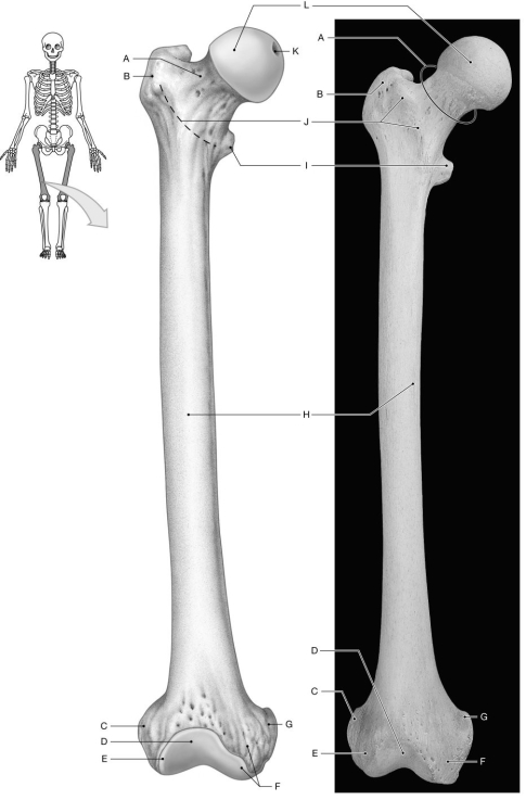 Figure 7.9 Using the figure above, identify the labeled part. -Label G: ______________________________