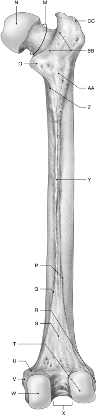 Figure 7.10 Using the figure above, identify the labeled part. -Label U: ______________________________