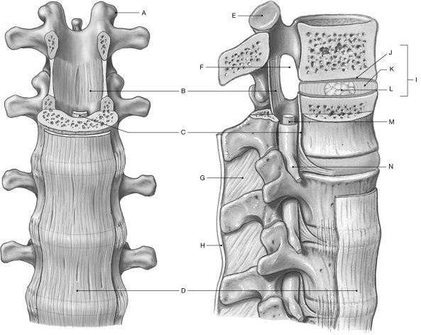 Figure 8.2     Using the figure above, identify the labeled part. -Label F: ______________________________