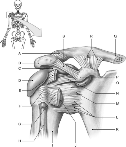 Figure 8.3     Using the figure above, identify the labeled part. -Label J: ______________________________