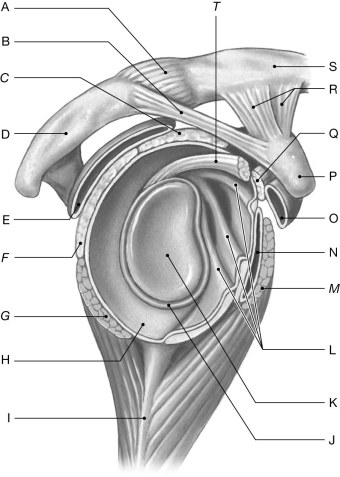 Figure 8.4     Using the figure above, identify the labeled part. -Label G: ______________________________