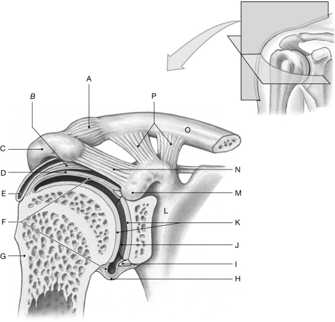 Figure 8.5     Using the figure above, identify the labeled part. -Label E: ______________________________
