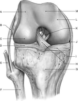 Figure 8.7     Using the figure above, identify the labeled part. -Label E: ______________________________