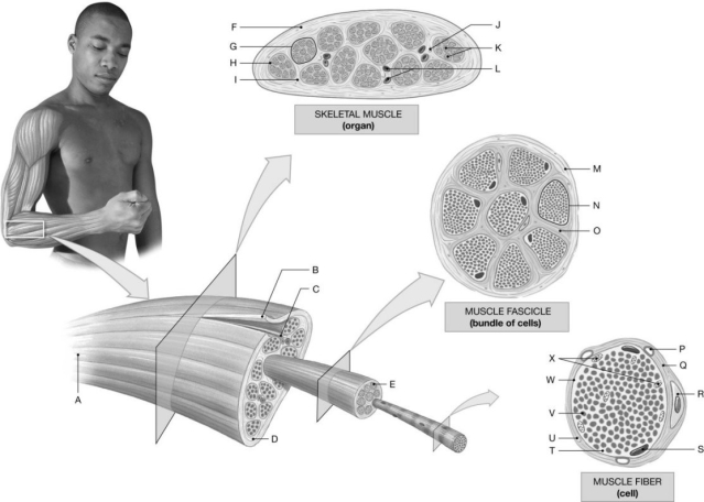 Figure 9.1 Using the figure above, identify the labeled part. -Label E: ______________________________