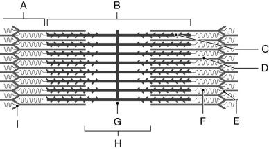 Figure 9.2 Using the figure above, identify the labeled part. -Label H: ______________________________