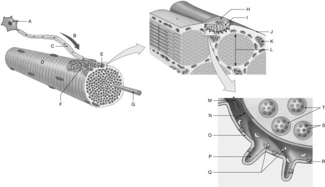 Figure 9.3 Using the figure above, identify the labeled part. -Label C: ______________________________