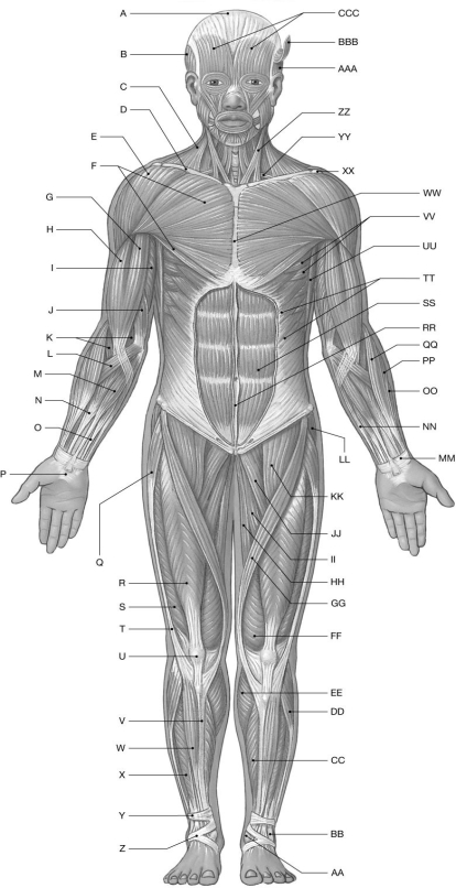 Figure 10.1 Using the figure above, identify the labeled part. -Label M: ______________________________